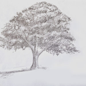 Les bases de l'arbre