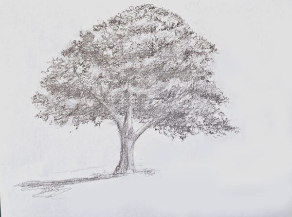 Les bases de l'arbre