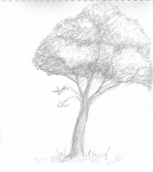 Arbre crayon Arbre